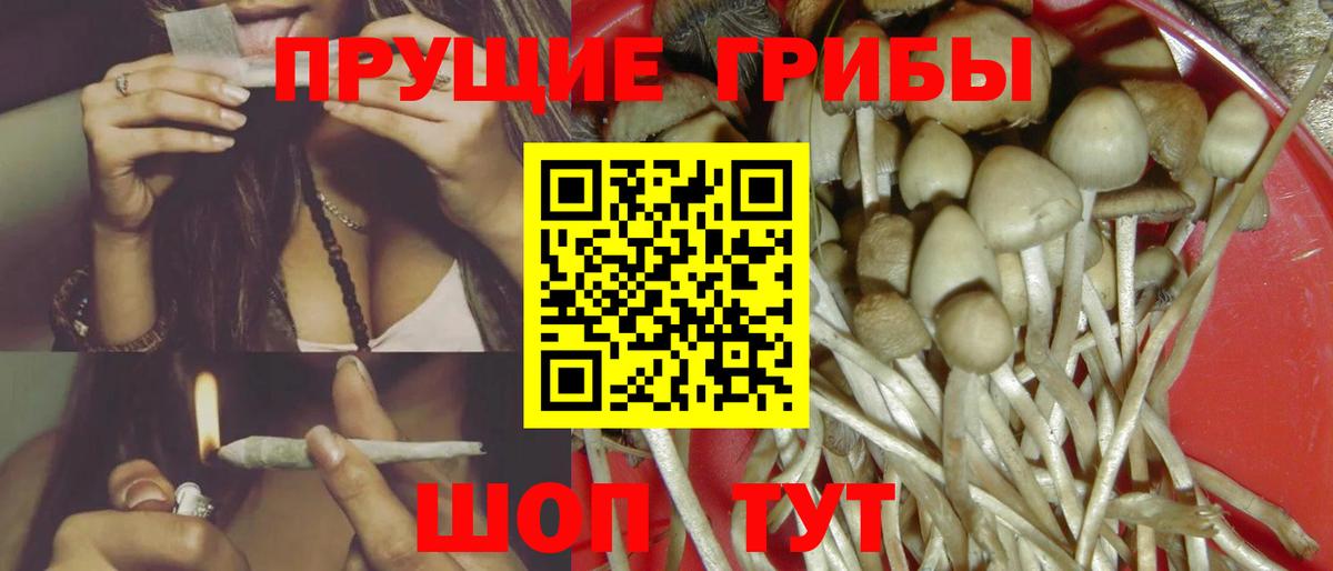 Галлюциногенные грибы Psilocybe Мценск